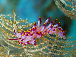 Purple Flabalina shot with a Canon G9 and internal strobe by James Dawson 